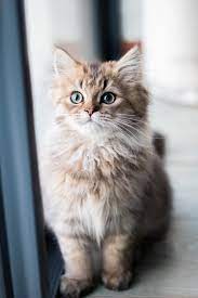 There are many funny names that can be conjured for your fluffy feline. 27 Cats Pictures Download Free Images On Unsplash