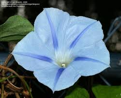 Image result for Ipomoea violacea