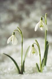 Snowdrop Three Flowers In Snow Photographic Print At Allposters Com Beautiful Flowers Photography Flowers Photography Snow Drops Flowers