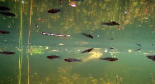 Maybe you would like to learn more about one of these? Mosquitofish Big Cypress National Preserve U S National Park Service