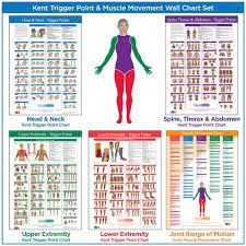 45 Best Body Code Charts Images In 2019 Coding Holistic