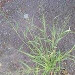 Image result for Eragrostis unioloides