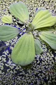 Image result for Pistia