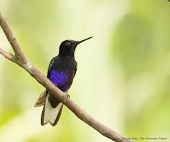 Birding On Colombia S Caribbean Coast Colombia Travel Colombia Sierra Nevada