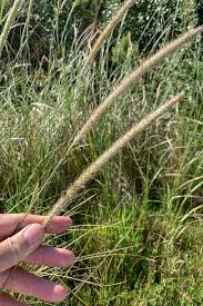 Image result for Cenchrus macrourus