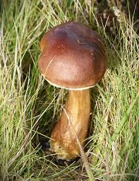 Image result for Boletus badius