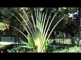Ravenala Madagascariensis Travelers Palm Vs Bird Of Paradise Ravenala Madagascariensis Traveller S Tree Traveller S Palm Travellers Palm Palm Tree