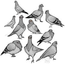 Image Result For Drawing Pigeons Taube Zeichnung Vogel Zeichnen Skizzen Von Tieren