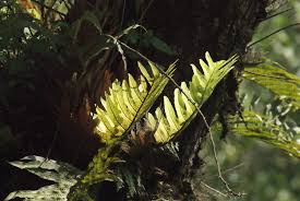 Image result for Drynaria volkensii