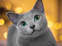 The russian blue is a cat breed that comes in colors varying from a light shimmering silver to a darker, slate grey. Russian Blue Price Personality Lifespan