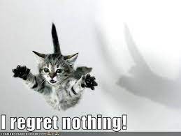 Buy Cat I Regret Nothing Off 73