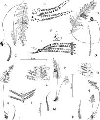 Image result for Lellingeria