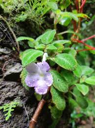 Image result for episcia