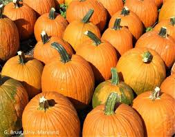 Air should circulate freely around the pumpkin to prevent mold and moisture buildup. Maintain Pumpkin Foliage For As Long As You Can University Of Maryland Extension