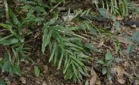 Image result for Lindsaea ensifolia