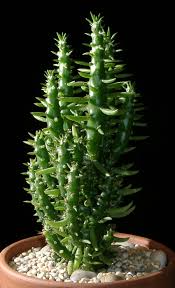 Image result for Austrocylindropuntia