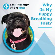 Fast breathing, it's simply a part of puppy life, and unless we have a pretty strong indicator like a secondary symptom, we should rest easy. Why Is My Puppy Breathing Fast Should You Be Worried