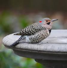 Image result for Colaptes auratus