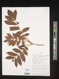 Image result for Commiphora pedunculata