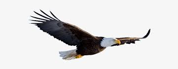 We did not find results for: Eagle Png Images Transparent Free Download Flying Eagle Transparent Background Free Transparent Png Download Pngkey