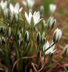 Check spelling or type a new query. Star Of Bethlehem Mizzou Weedid
