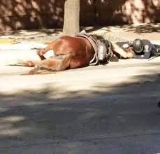 SAD NEWS: Brother Nature (Kelvin Peña), the US animal rescuer and social  media influencer, was reportedly trampled to death by a herd of wild horses  while attempting, along with a rescue team,