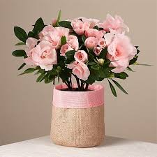 Our best sellers are sure to bring a smile to your whether you're looking for the best selling mother's day gifts, popular flowers for mother's day, or just something to make your mom smile, ftd has. Mother S Day Plants Plant Delivery For Mother S Day 2021