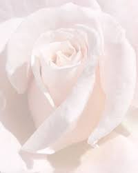 Serendipity Pastel Pink Aesthetic Light Pink Rose Beautiful Flowers