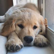 Here you can arrange the picture how you want it, then tap set. Cats Funny Golden Retriever Dogs And Pets Image 6517289 On Favim Com