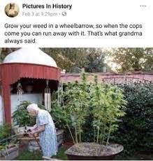 Weed