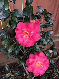 Moms Coral Delight Japonica Hybrid Flowers Petals Plants