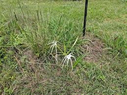 Image result for Ismene narcissiflora