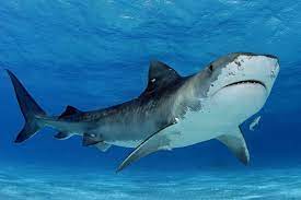 The Tiger Shark An Interesting Specimen This One The Tiger Shark Is Easy To Distinguish This Shark Has Sets Of S Shark Pictures Shark Photos Tiger Shark
