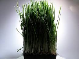 It really isn't that difficult to sprout wheatgrass and you can do it yourself at home. Wheat Grass Sproutpeople