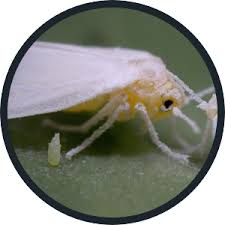 Kingston, poughkeepsie, orange county, ulster county, putnam county, westchester county, dutchess county, ny & all of the surrounding we offer green pest control options that are less toxic to the environment than traditional services. Government Services Innotech Pest Management