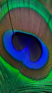 We did not find results for: Lord Krishna Peacock Feather Images Hd Wallpaper Novocom Top
