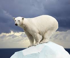 Protect against blowing sand and the sun adaptation: Animal Adaptation Theschoolrun