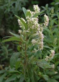 Image result for Syncolostemon elliottii