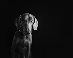 Low Key Lighting How To Shoot Fabulous Dramatic Images