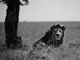 The Legend Of The Black Lion Les statuettes du lion noir sont des jetons obtenable dans les coffres du lion noir. the legend of the black lion