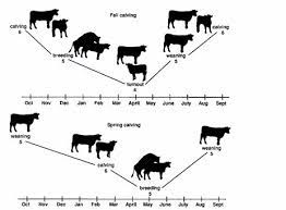 Body Condition Scoring Of Beef And Dairy Animals The Cattle Site