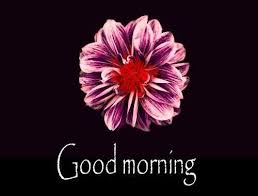 You can send these good morning flower images along with good morning wishes to your friends & relatives. 42 Good Morning Flower Photos Download For Girlfriend Boyfriend Pagal Ladka Com