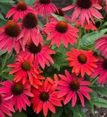 Specifically, the plant is native to the eastern. Coneflower Care Planting Growing Echinacea Flowers Garden Design