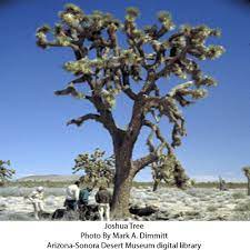 Trees form the backbone of a landscape. Joshua Trees Of The Mohave Desert Arizona Daily Independent