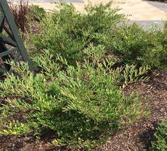 We did not find results for: Try Distylium For Foundation Planting