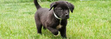 To schedule an appointment for viewing our pets, please call ahead. Fox Valley Humane Association Adoptable Pets