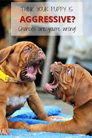 Got An Aggressive Puppy Aggressive Dog Puppies Puppy Aggression