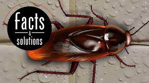 It is probably originally native to africa, but today it has a circumtropical distribution, having been widely introduced. Smoky Brown Cockroach Identification Control And Prevention Tips Cockroach Facts