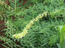 Image result for Sophora inhambanensis