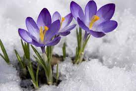 Blühen krokusse wirklich nur zu frühjahrsbeginn? Krokus Verlangerte Blute Durch Richtige Zwiebelwahl Experto De